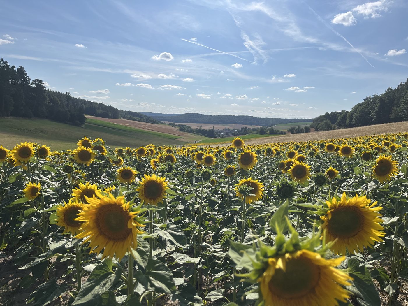 Sonnenblumenfeld im Steigerwald bei Prühl